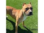Adopt Comet 49036433 a Pit Bull Terrier