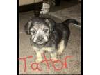 Adopt Tator Sissy a Beagle, Spaniel