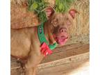 Adopt EVE a Pit Bull Terrier, Mixed Breed