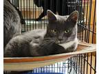 Adopt Lucy (Sister to Grayson) a Domestic Short Hair