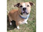 Adopt Megg a Pit Bull Terrier, Mixed Breed