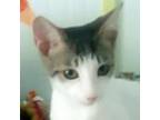 Adopt Credence a Domestic Short Hair