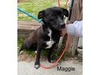 Adopt Maggie a Terrier