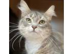 Adopt Catness - $75 at Seneca PetSmart a Domestic Long Hair, Domestic Short Hair