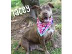 Adopt Lacey a Pit Bull Terrier, Mixed Breed