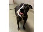 Adopt Roxanne a Pit Bull Terrier, Mixed Breed