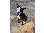 Adopt Quavo a Pit Bull Terrier, Mixed Breed