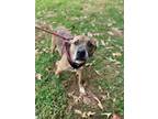 Adopt Thor a Pit Bull Terrier, Mixed Breed
