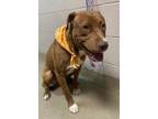 Adopt Dusty a Pit Bull Terrier, Mixed Breed