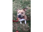 Adopt Khloe a Pit Bull Terrier, Mixed Breed