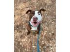 Adopt Fergus a Pit Bull Terrier, Mixed Breed