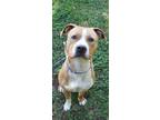 Adopt Abe a Pit Bull Terrier, Mixed Breed