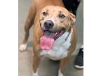 Adopt Herman a Pit Bull Terrier, Mixed Breed