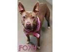 Adopt Foxy a Pit Bull Terrier, Mixed Breed