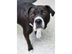 Adopt Marlin a Pit Bull Terrier, Boxer
