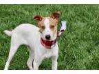 Adopt PUPPY MISS MAGNOLIA a Jack Russell Terrier