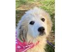 Adopt Dove a Great Pyrenees