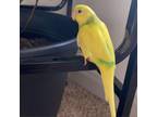 Adopt Bea a Parakeet (Other)