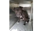Adopt 1138364 a Pit Bull Terrier