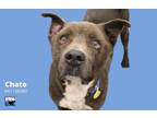 Adopt CHATO a Pit Bull Terrier, Mixed Breed