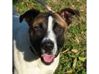 Adopt Chester a American Staffordshire Terrier, Mixed Breed