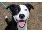 Adopt Dime a Border Collie, Mixed Breed