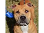 Adopt Hardee a American Staffordshire Terrier, Mixed Breed