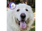 Adopt Ice a Great Pyrenees