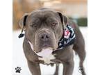 Adopt Duquesa (was Susie Q) a American Staffordshire Terrier