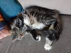 Adopt Lucy a Domestic Long Hair, Tabby