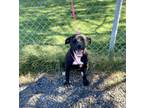 Adopt Mariposa-Cougar Canine a Pit Bull Terrier, Mixed Breed