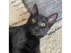 Adopt Hershey (bonded to Guinness) a Domestic Short Hair