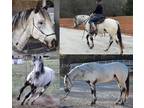 KR Bluwater Montana Triple Homozygous APHC Stallion