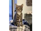 Adopt Feather tail a Tabby