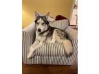 Adopt Clyde (LF-Fostered in TN) a Husky