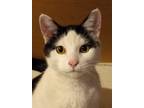 Adopt Lucky Jane (sweet and affectionate) a Domestic Short Hair