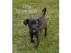 Adopt Dilly the Terrier Mix a Boston Terrier, Terrier