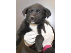 Adopt Betty is our best love buddy! a Labrador Retriever