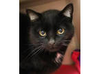 Adopt Bob is of course THE BEST! BLACK KITTY BETTY WHITE SPECIAL WEEK!