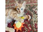 Adopt Toulouse a American Shorthair