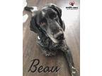 Adopt Beau a Bluetick Coonhound