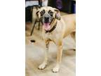 Adopt Missy $375 a Boxer