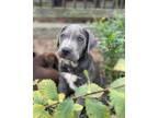 Adopt Zuul $500 a Labrador Retriever