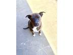 Adopt Fred a Pit Bull Terrier