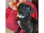 Adopt Jovie a Labrador Retriever, Beagle