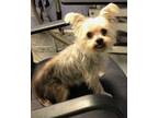 Adopt Mr Pibb a Yorkshire Terrier