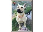 Adopt Rocky a Black Mouth Cur