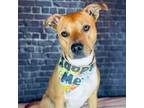 Adopt Pippin a Pit Bull Terrier