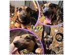 Adopt Jazz a Australian Kelpie, German Shepherd Dog