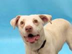 Adopt Brody a Labrador Retriever, Mixed Breed